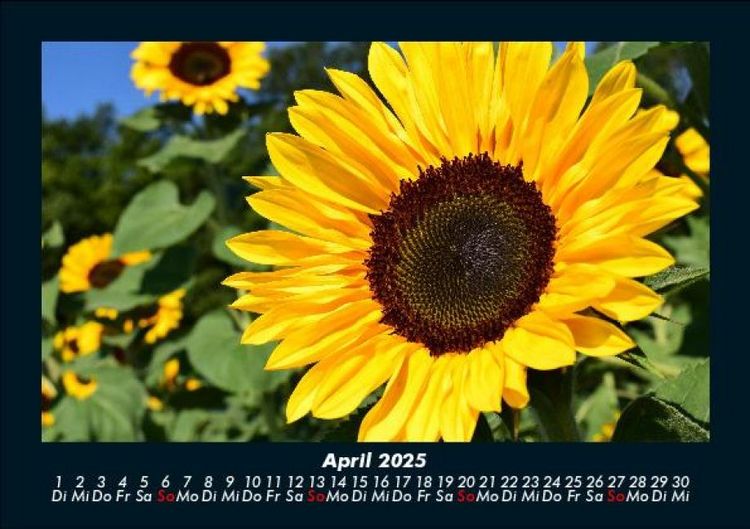 Produktbild: Blumenzauber 2025 Fotokalender DIN A5
