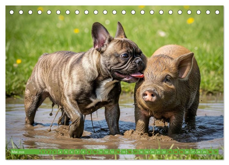 Produktbild: Muddi Buddies &ndash; Freundschaft im Matsch (Tischkalender 2026 DIN A5 quer), CALVENDO Monatskalender