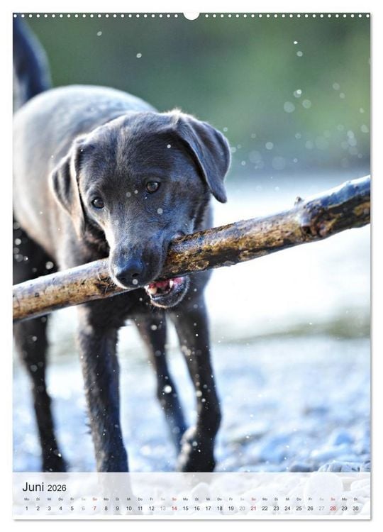 Produktbild: Hundepers&ouml;nlichkeiten (Wandkalender 2026 DIN A2 hoch), CALVENDO Monatskalender