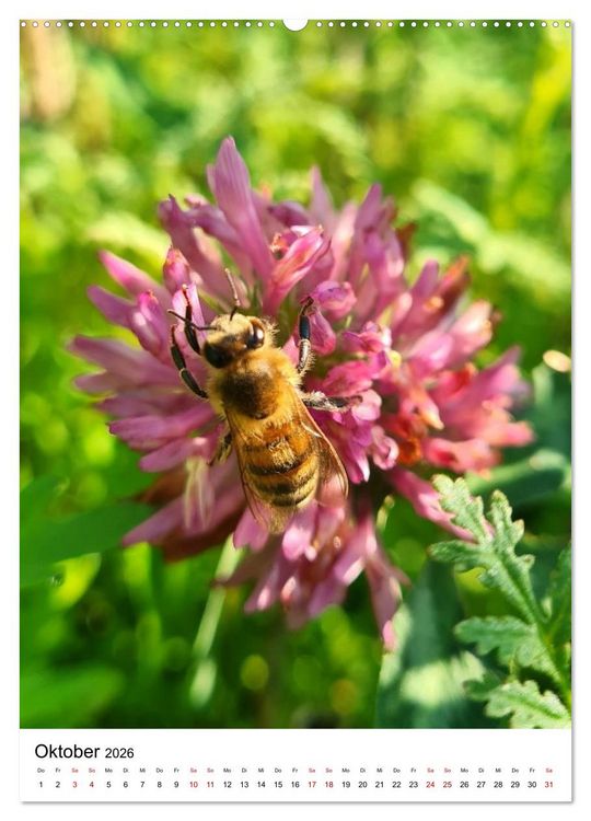 Produktbild: Imkers flei&szlig;igste Bienen - So arbeiten meine Immen &ndash; Originalaufnahmen aus erster Hand (hochwertiger Premium Wandkalender 2026 DIN A2 hoch), Kunstdruck in Hochglanz