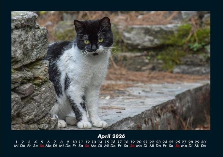 Produktbild: F&uuml;r Katzenfreunde 2026 Fotokalender DIN A4