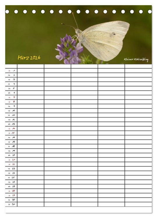 Produktbild: Schmetterlinge in Bayern (Tischkalender 2026 DIN A5 hoch), CALVENDO Monatskalender