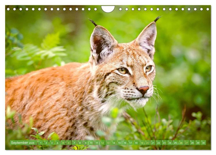 Produktbild: Dem Luchs auf der Spur (Wandkalender 2026 DIN A4 quer), CALVENDO Monatskalender