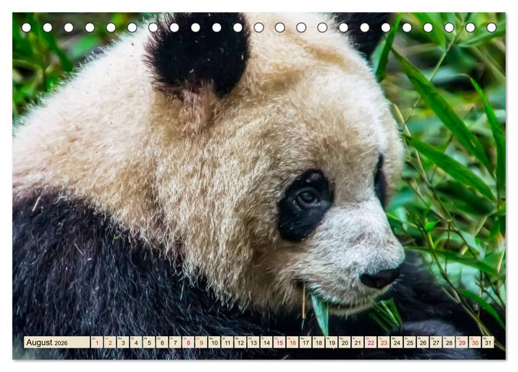 Produktbild: Niedlicher Panda (Tischkalender 2026 DIN A5 quer), CALVENDO Monatskalender
