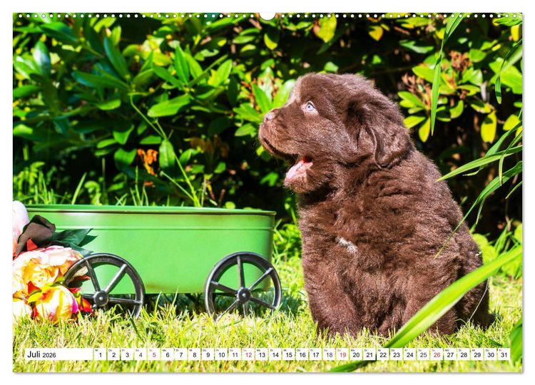 Produktbild: Neufundl&auml;nder - Alle fangen mal klein an (hochwertiger Premium Wandkalender 2026 DIN A2 quer), Kunstdruck in Hochglanz