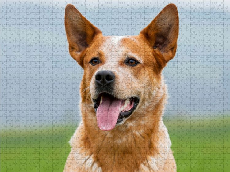 Produktbild: CALVENDO Puzzle Australian Cattle Dog Portr&auml;t | 1000 Teile Lege-Gr&ouml;&szlig;e 64x48cm Foto-Puzzle f&uuml;r gl&uuml;ckliche Stunden