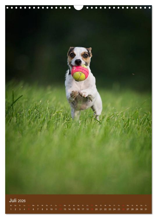 Produktbild: Jack Russell Terrier (Wandkalender 2026 DIN A3 hoch), CALVENDO Monatskalender