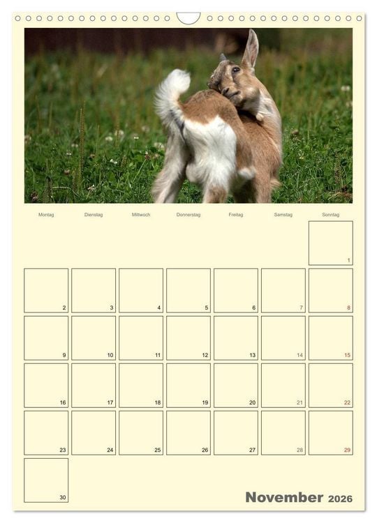 Produktbild: Zwergziegen (Wandkalender 2026 DIN A3 hoch), CALVENDO Monatskalender