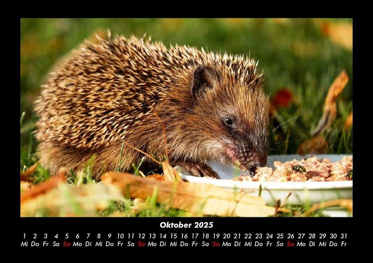 Produktbild: Tierkalender 2025 Fotokalender DIN A3
