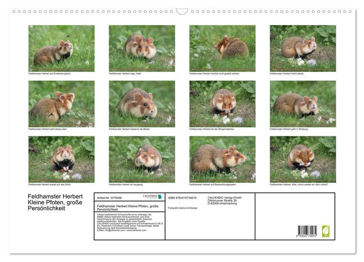 Produktbild: Feldhamster Herbert Kleine Pfoten, gro&szlig;e Pers&ouml;nlichkeit (Wandkalender 2026 DIN A2 quer), CALVENDO Monatskalender