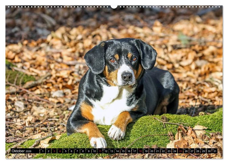Produktbild: Entlebucher Sennenhund - treue Freunde (Wandkalender 2026 DIN A2 quer), CALVENDO Monatskalender