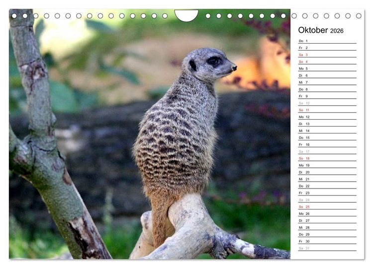 Produktbild: Erdm&auml;nnchen - Die Kobolde im Tierreich (Wandkalender 2026 DIN A4 quer), CALVENDO Monatskalender