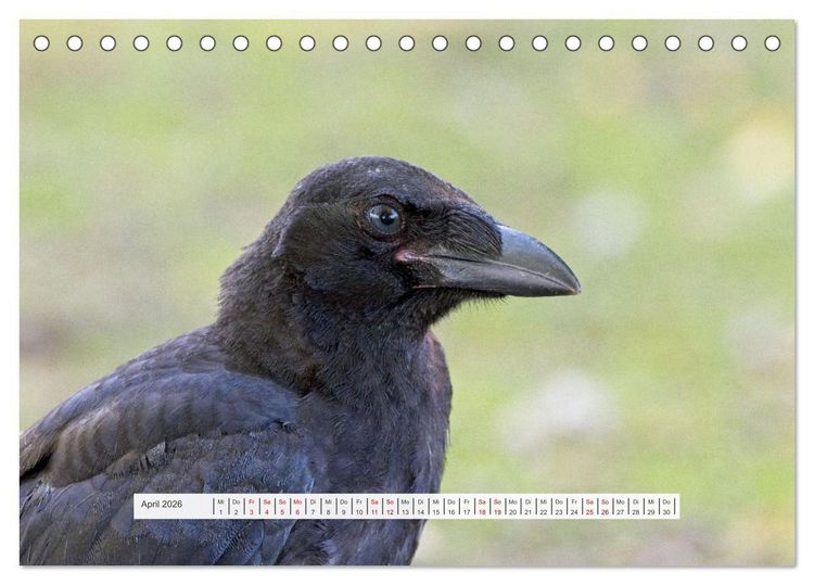 Produktbild: Kr&auml;henkinder - Schwarz, niedlich und immer hungrig (Tischkalender 2026 DIN A5 quer), CALVENDO Monatskalender