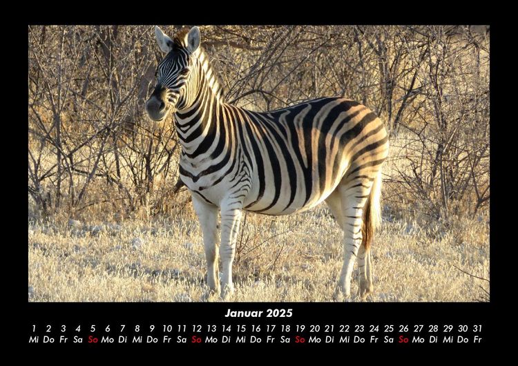Produktbild: Zebrazauber 2025 Fotokalender DIN A3
