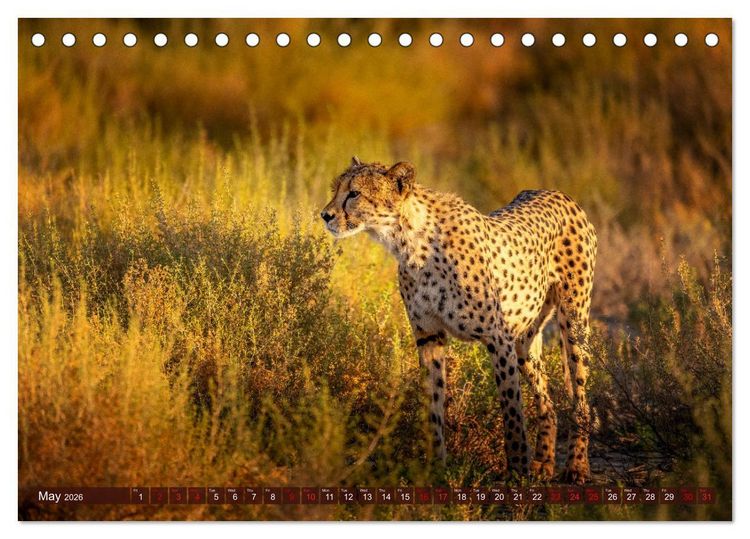 Produktbild: Amazing Cheetahs (Desk Calendar 2026 DIN A5 landscape), CALVENDO 12 Month DeskCalendar