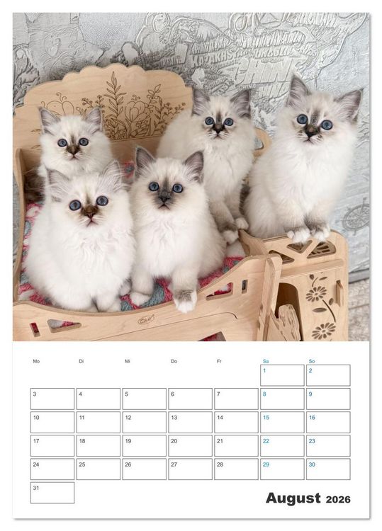 Produktbild: Heilige Birma Kitten Kalender mit Planer (Tischkalender 2026 DIN A5 hoch), CALVENDO Monatskalender