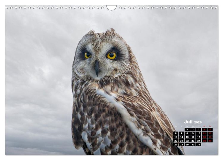 Produktbild: Die Vogelwelt der &Auml;u&szlig;eren Hebriden (Wandkalender 2026 DIN A3 quer), CALVENDO Monatskalender