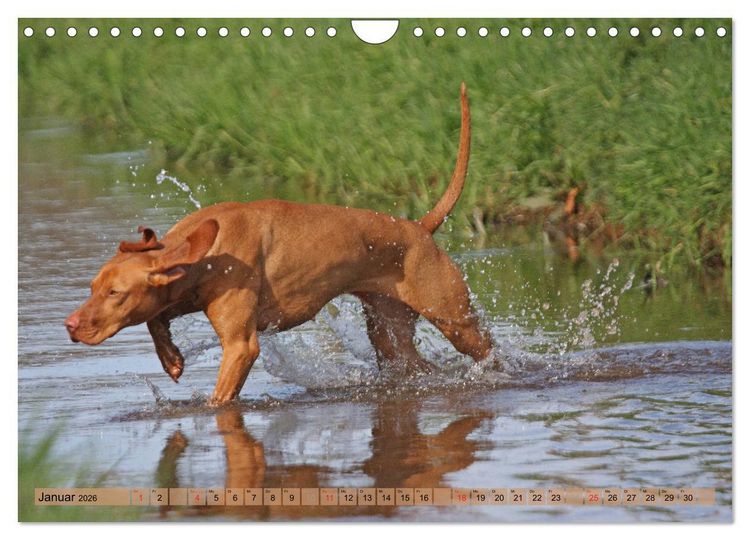 Produktbild: Magyar Vizsla - Vielseitiger Jagdhund mit Familienanschluss (Wandkalender 2026 DIN A4 quer), CALVENDO Monatskalender