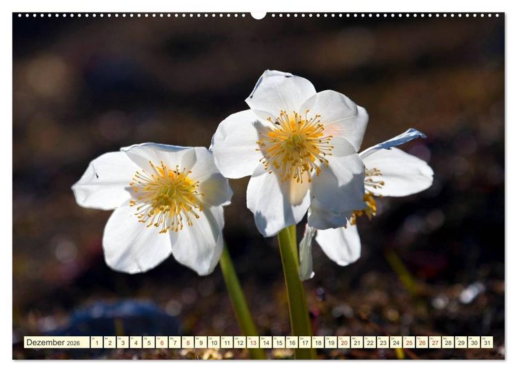 Produktbild: Meine sch&ouml;nsten Alpenblumen (Wandkalender 2026 DIN A2 quer), CALVENDO Monatskalender