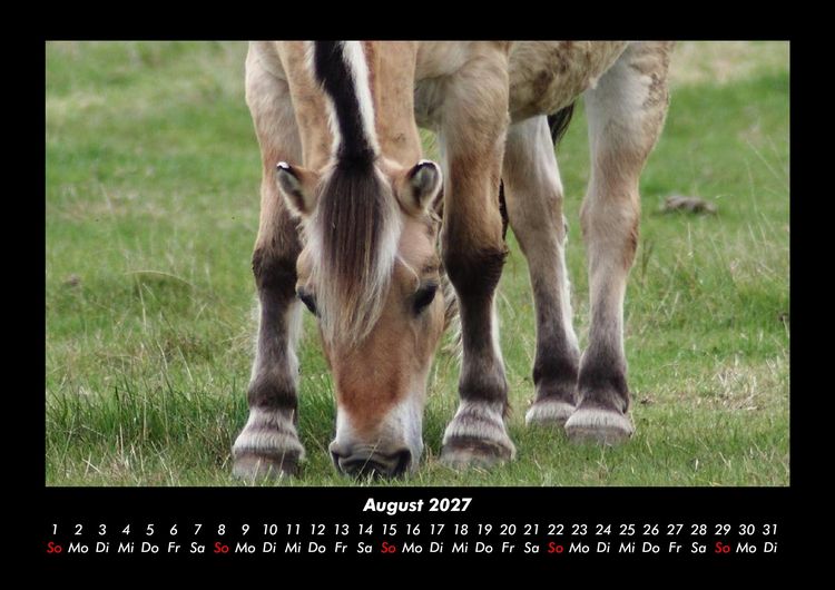 Produktbild: Pferde Kalender 2027 Fotokalender DIN A3