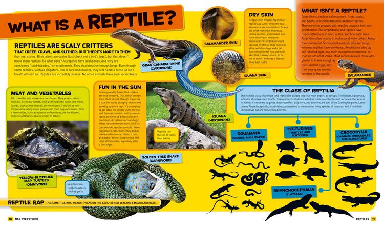 Produktbild: National Geographic Kids Everything Reptiles