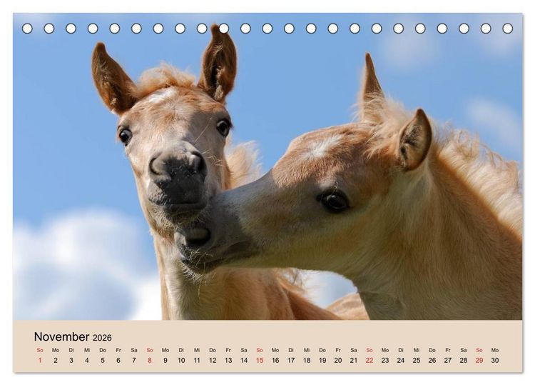 Produktbild: Haflinger Fohlen (Tischkalender 2026 DIN A5 quer), CALVENDO Monatskalender