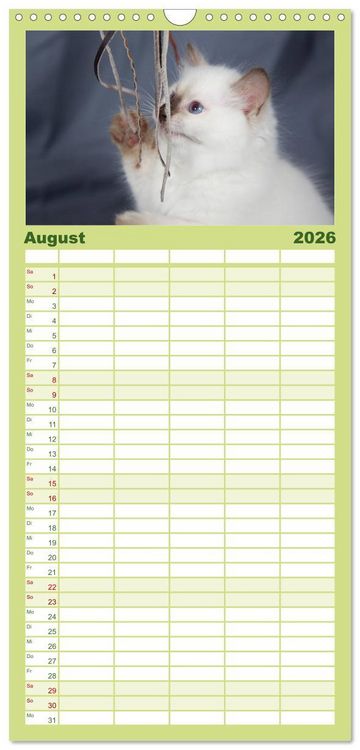 Produktbild: Familienplaner 2026 - Ragdoll Kitten mit 5 Spalten (Wandkalender, 21 x 45 cm) CALVENDO