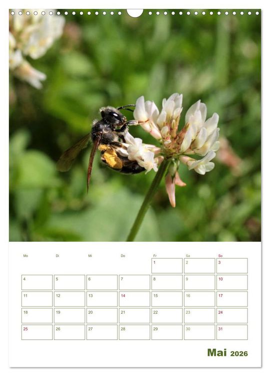 Produktbild: Wildbienen-Terminplaner 2026 (Wandkalender 2026 DIN A3 hoch), CALVENDO Monatskalender