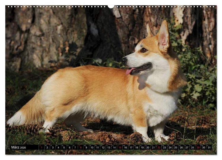 Produktbild: Welsh Corgi - Kobold auf 4 Pfoten (hochwertiger Premium Wandkalender 2026 DIN A2 quer), Kunstdruck in Hochglanz