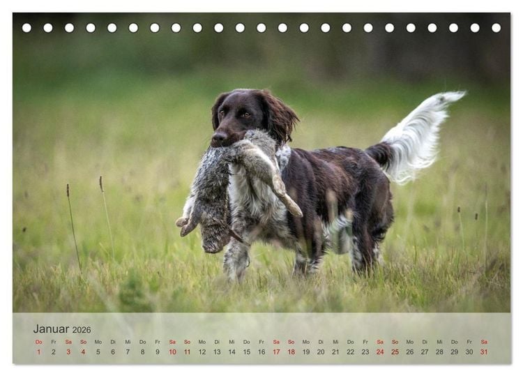 Produktbild: Treue Jagdgef&auml;hrten Der kleine M&uuml;nsterl&auml;nder (Tischkalender 2026 DIN A5 quer), CALVENDO Monatskalender