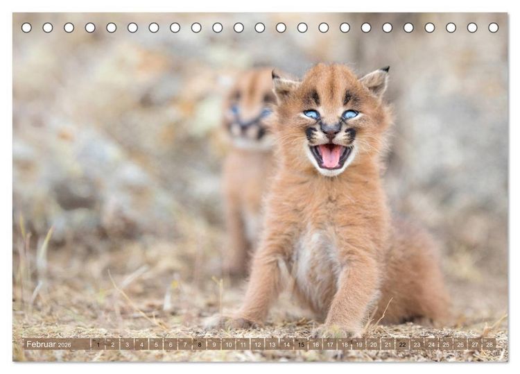 Produktbild: Raubkatzenkinder (Tischkalender 2026 DIN A5 quer), CALVENDO Monatskalender