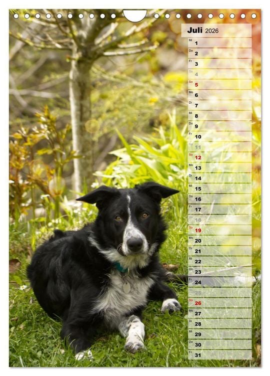 Produktbild: Mein Border Collie (Wandkalender 2026 DIN A4 hoch), CALVENDO Monatskalender