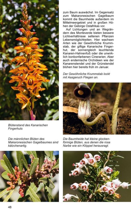 Produktbild: Teneriffa Blaue Finken - Bl&uuml;tenpracht