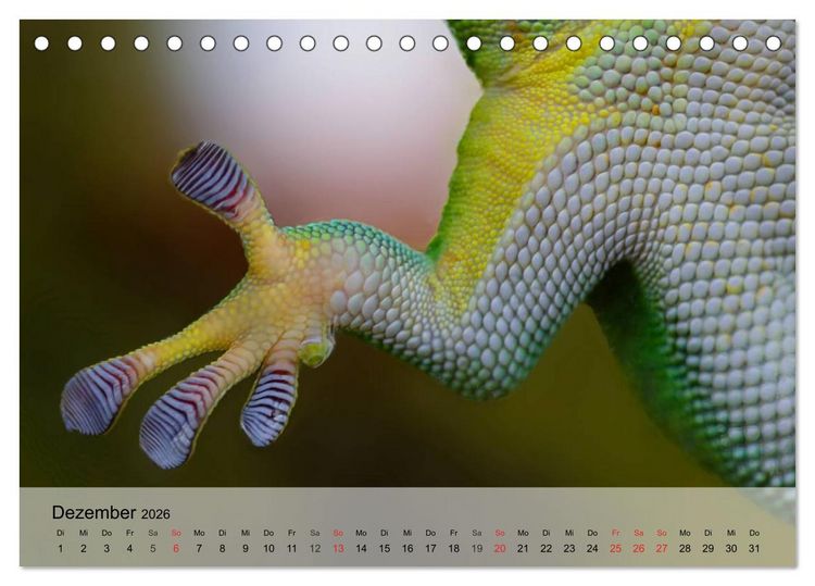 Produktbild: Kleine Reptilien (Tischkalender 2026 DIN A5 quer), CALVENDO Monatskalender