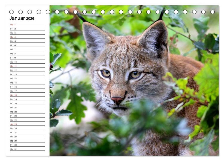 Produktbild: Der Luchs - Der J&auml;ger auf leisen Pfoten (Tischkalender 2026 DIN A5 quer), CALVENDO Monatskalender