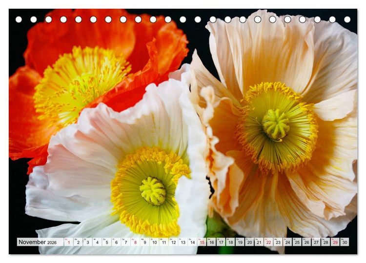 Produktbild: Prachtvolle Mohnbl&uuml;ten (Tischkalender 2026 DIN A5 quer), CALVENDO Monatskalender
