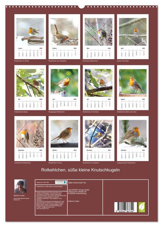 Produktbild: Rotkehlchen, s&uuml;&szlig;e kleine Knutschkugeln (hochwertiger Premium Wandkalender 2026 DIN A2 hoch), Kunstdruck in Hochglanz