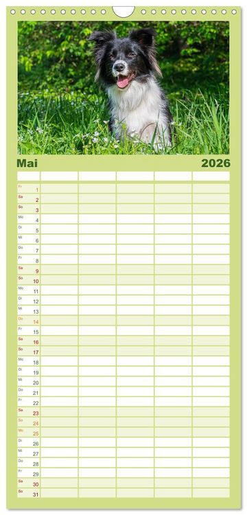 Produktbild: Familienplaner 2026 - Border Collie - Das Universalgenie unter den Hunden mit 5 Spalten (Wandkalender, 21 x 45 cm) CALVENDO