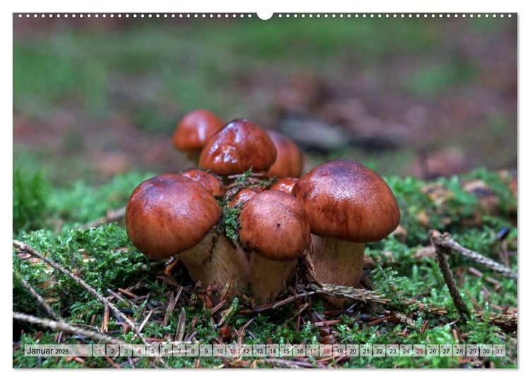 Produktbild: Waldpilz-Impressionen (Wandkalender 2026 DIN A2 quer), CALVENDO Monatskalender