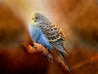 Produktbild: CALVENDO Puzzle Wundersch&ouml;ner Wellensittich | 1000 Teile Lege-Gr&ouml;&szlig;e 64x48cm Foto-Puzzle f&uuml;r gl&uuml;ckliche Stunden