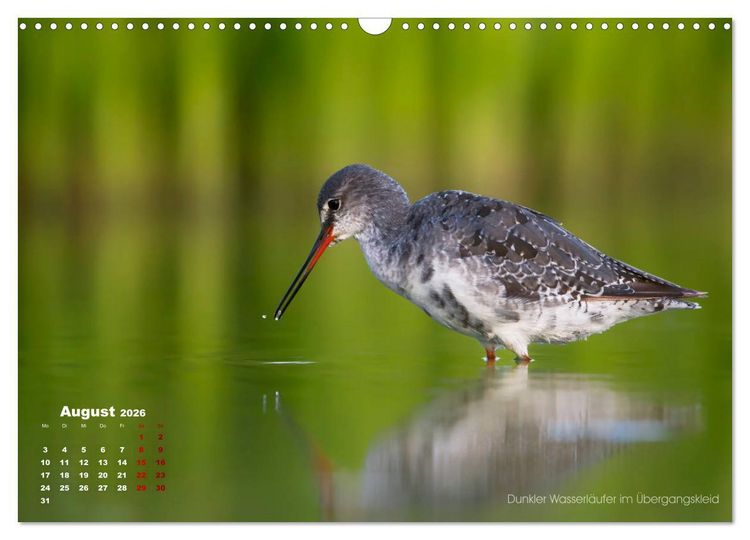 Produktbild: Wattv&ouml;gel an der Friesischen IJsselmeerk&uuml;ste (Wandkalender 2026 DIN A3 quer), CALVENDO Monatskalender