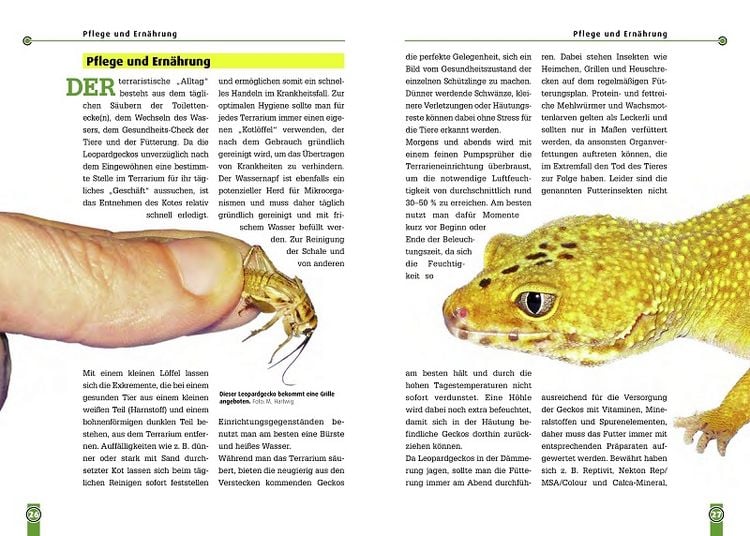 Produktbild: Der Leopardgecko