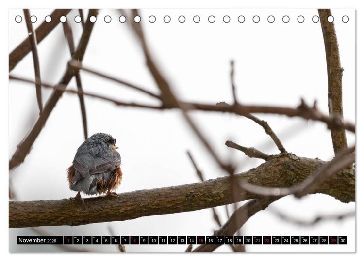 Produktbild: Gartenv&ouml;gel (Tischkalender 2026 DIN A5 quer), CALVENDO Monatskalender