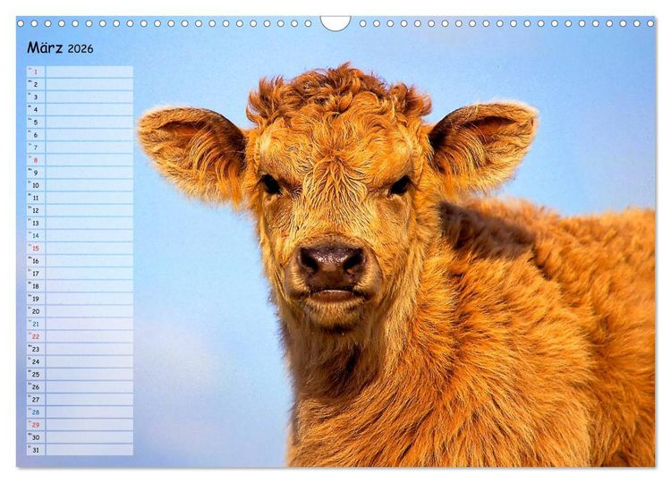 Produktbild: Rinder auf dem Lande (Wandkalender 2026 DIN A3 quer), CALVENDO Monatskalender