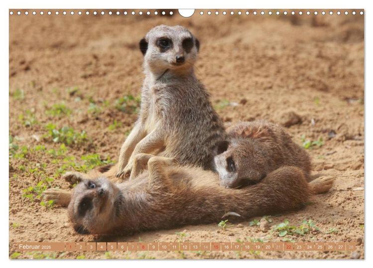 Produktbild: Erdm&auml;nnchen Familienbande (Wandkalender 2026 DIN A3 quer), CALVENDO Monatskalender