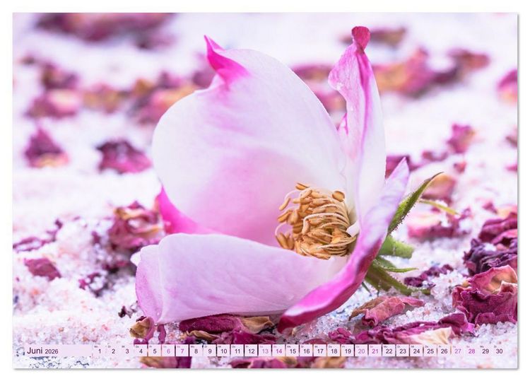 Produktbild: Essbare Bl&uuml;ten aus meinem Garten (Tischkalender 2026 DIN A5 quer), CALVENDO Monatskalender