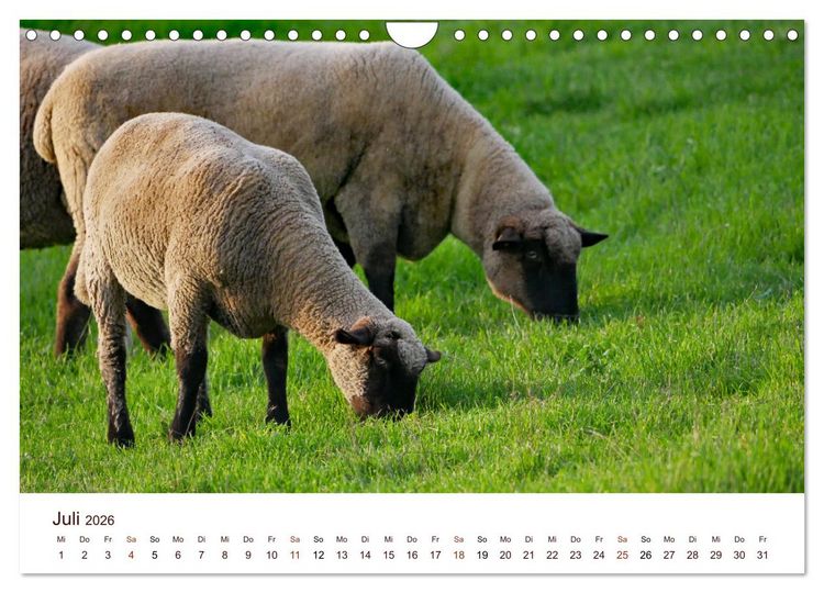 Produktbild: Sch&ouml;ne Schafe (Wandkalender 2026 DIN A4 quer), CALVENDO Monatskalender