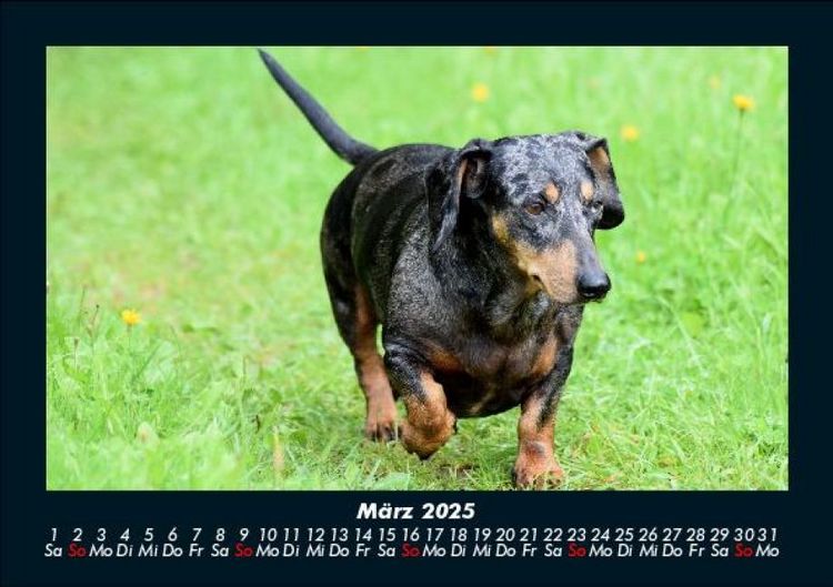 Produktbild: Hundezauber 2025 Fotokalender DIN A5