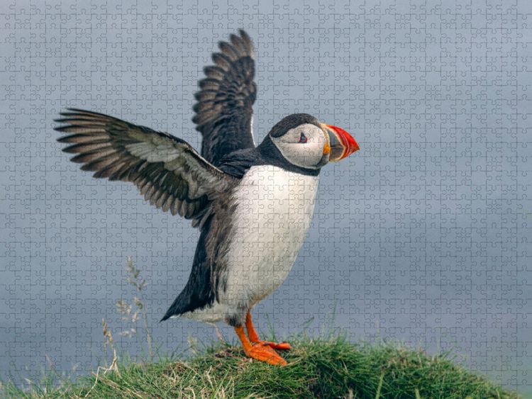 Produktbild: CALVENDO Puzzle Puffin | 2000 Teile Lege-Gr&ouml;&szlig;e 90x67cm Foto-Puzzle f&uuml;r gl&uuml;ckliche Stunden