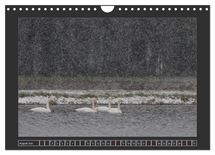 Produktbild: Winterzauber - Tiere in Eis und Schnee (Wandkalender 2026 DIN A4 quer), CALVENDO Monatskalender